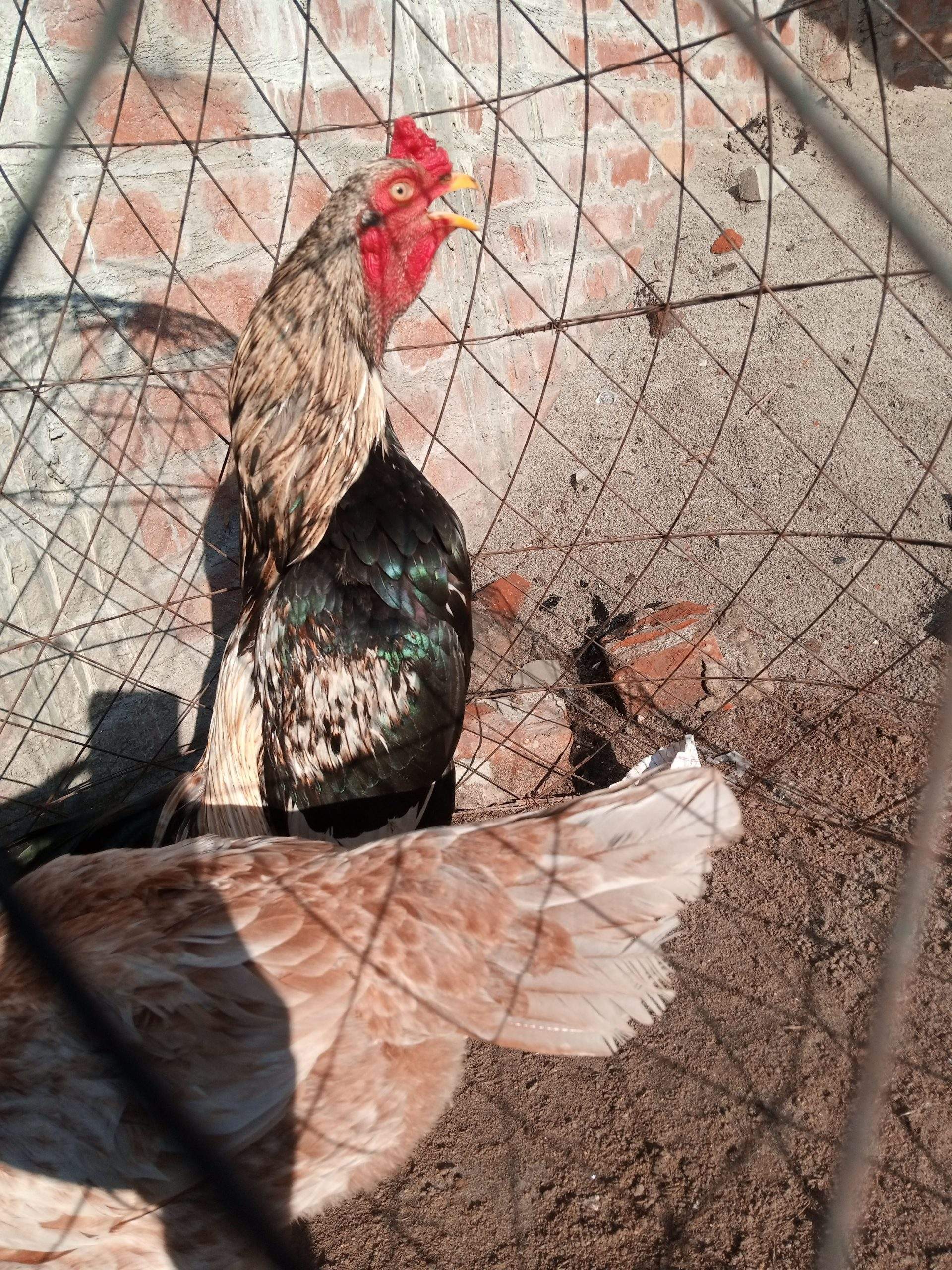 Jawa zero size by Ahsan ali Susan ali