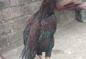 Aseel murgha high quality sale exchange by Syed Haider Syed Haider
