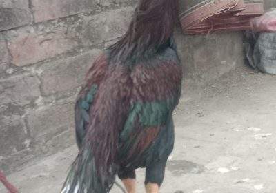 86a91546-7530-455e-b581-ed576cf36b98