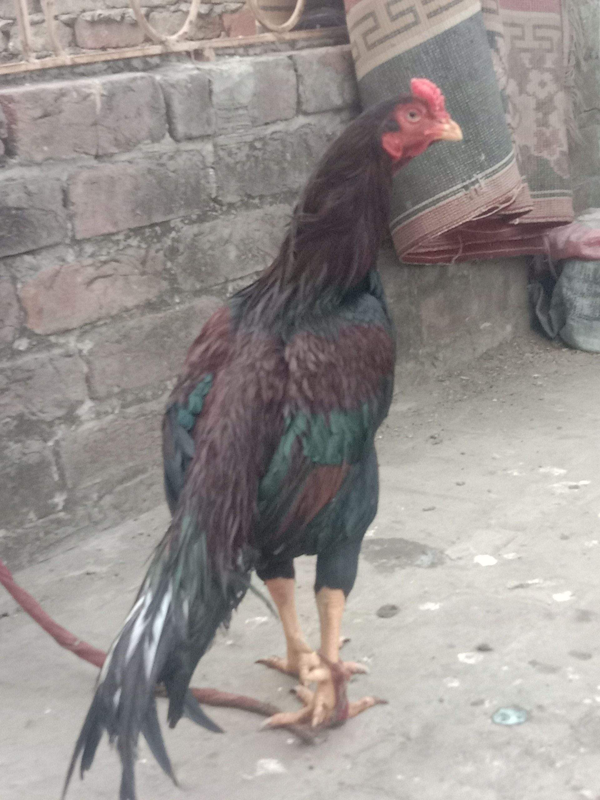 Aseel murgha high quality sale exchange by Syed Haider Syed Haider