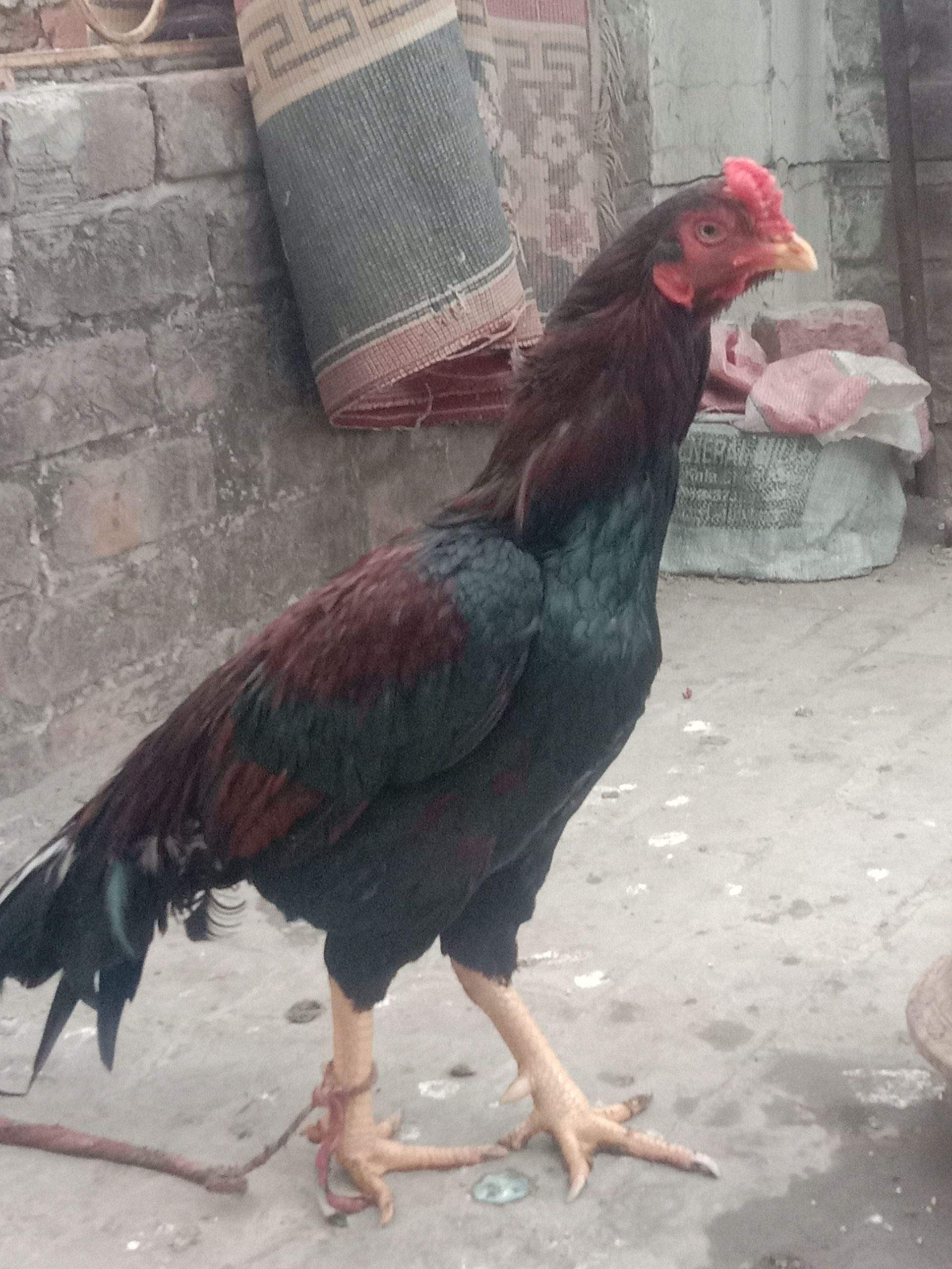 Aseel murgha high quality sale exchange by Syed Haider Syed Haider