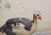 Guinea fowl by abdul Moiz khan