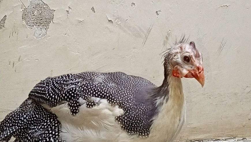 Guinea fowl by abdul Moiz khan