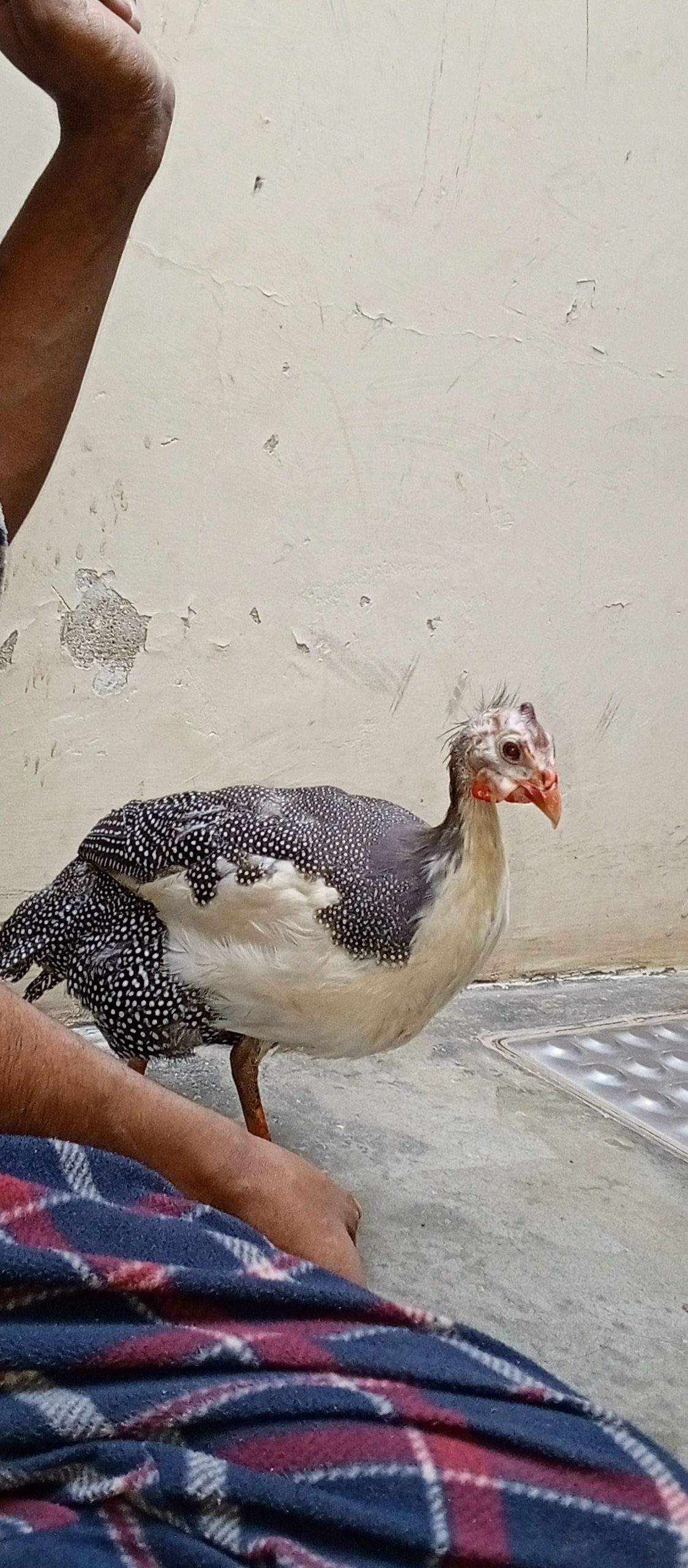 Guinea fowl by abdul Moiz khan