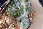 Kashmiri parrot chiks by Kaleem Rajput