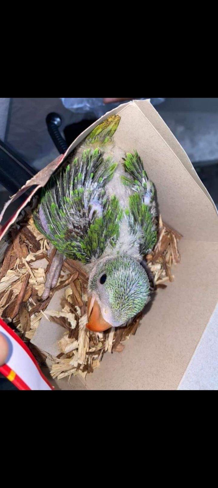 Kashmiri parrot chiks by Kaleem Rajput