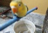 Love bird by Aftab khalil Aftab khalil