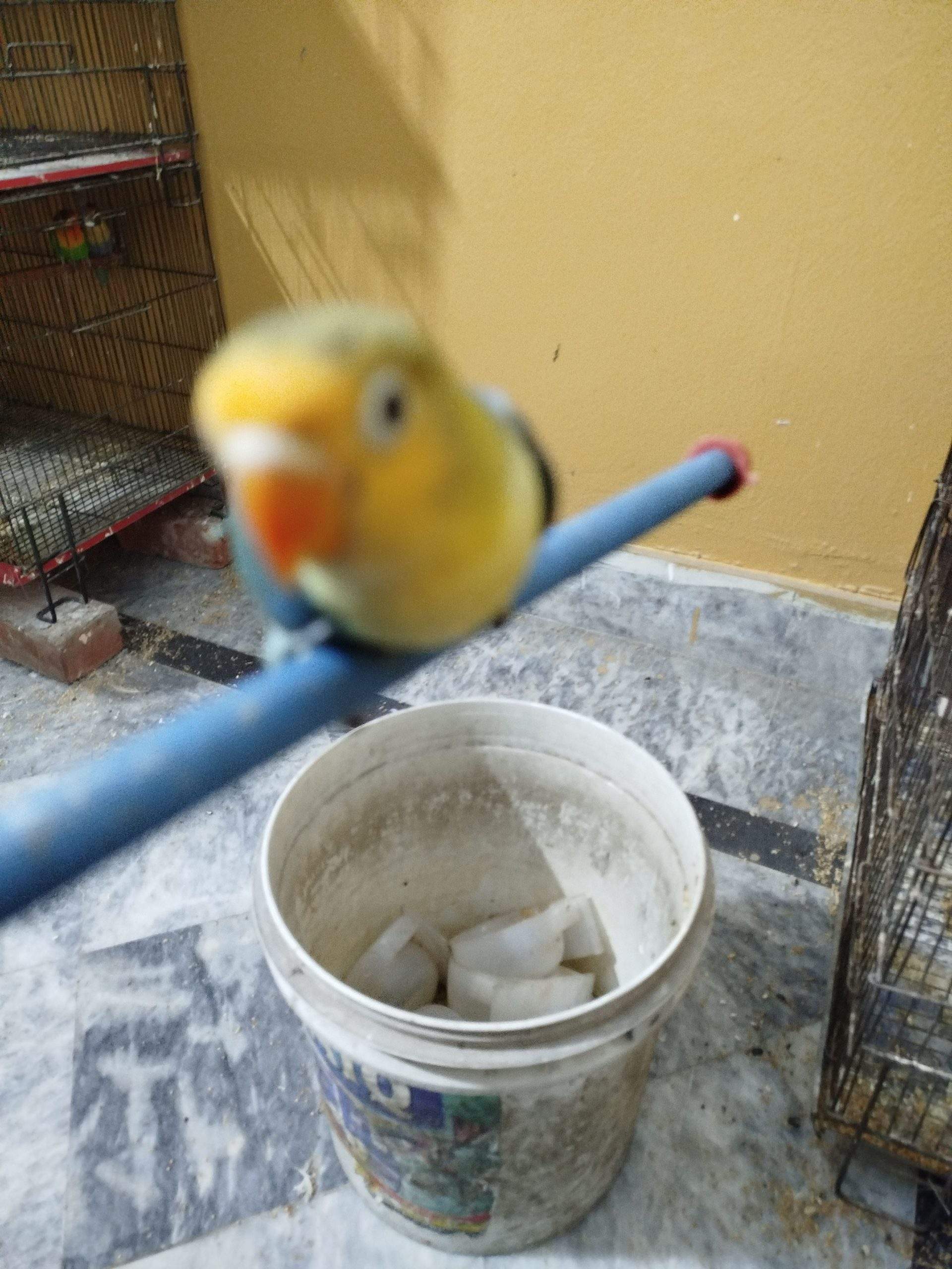 Love bird by Aftab khalil Aftab khalil