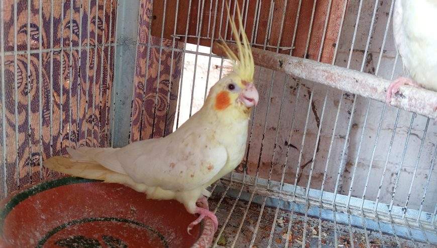 Common lutino Common white coctail by Usman Arshad