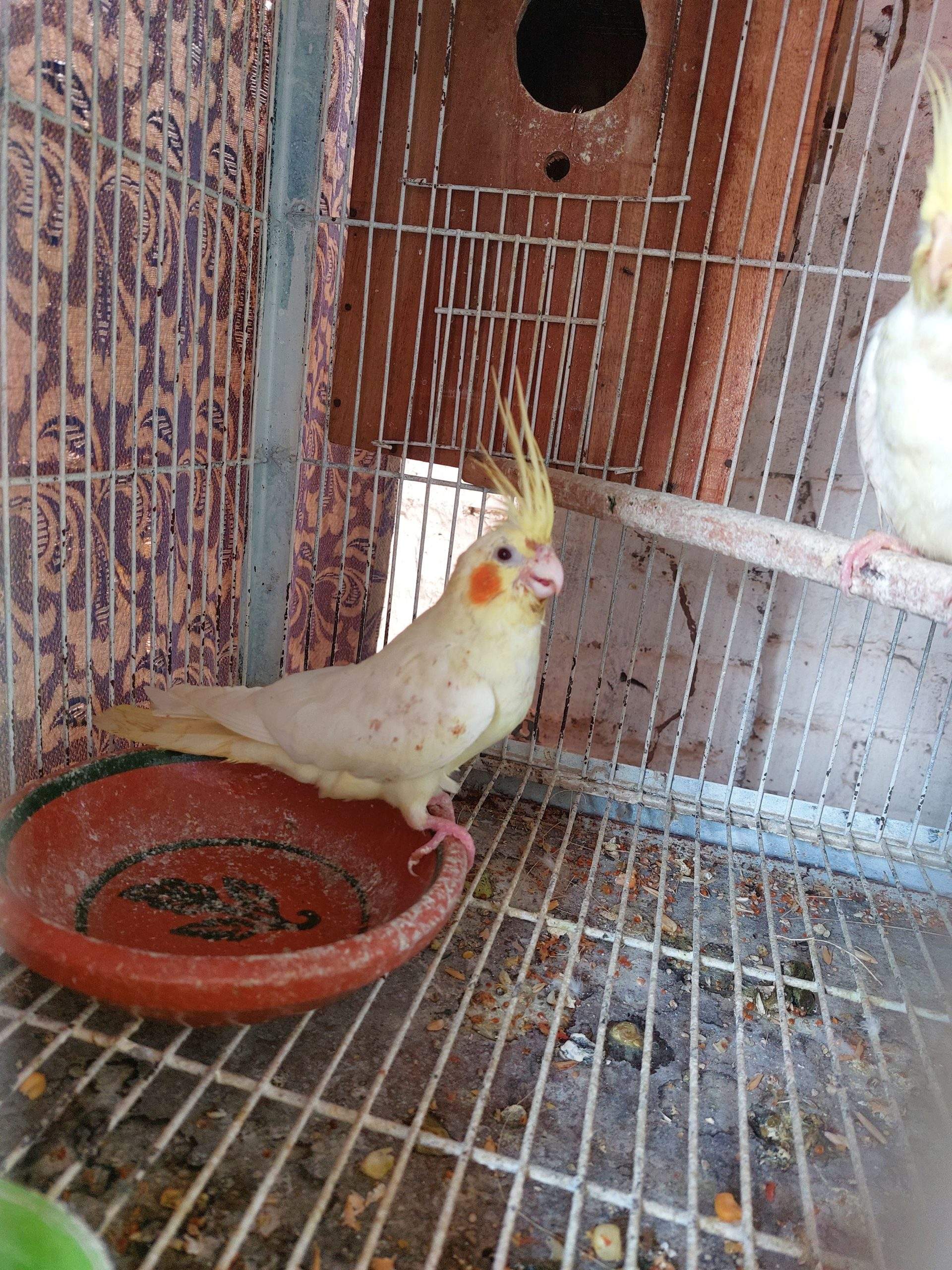 Common lutino Common white coctail by Usman Arshad