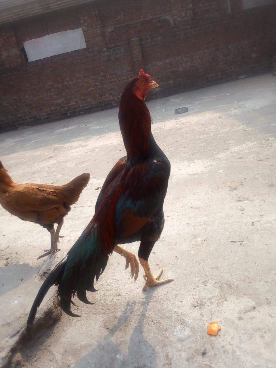 Mianwali by Muhammad Numan