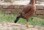Aseel hen by Musab hussain
