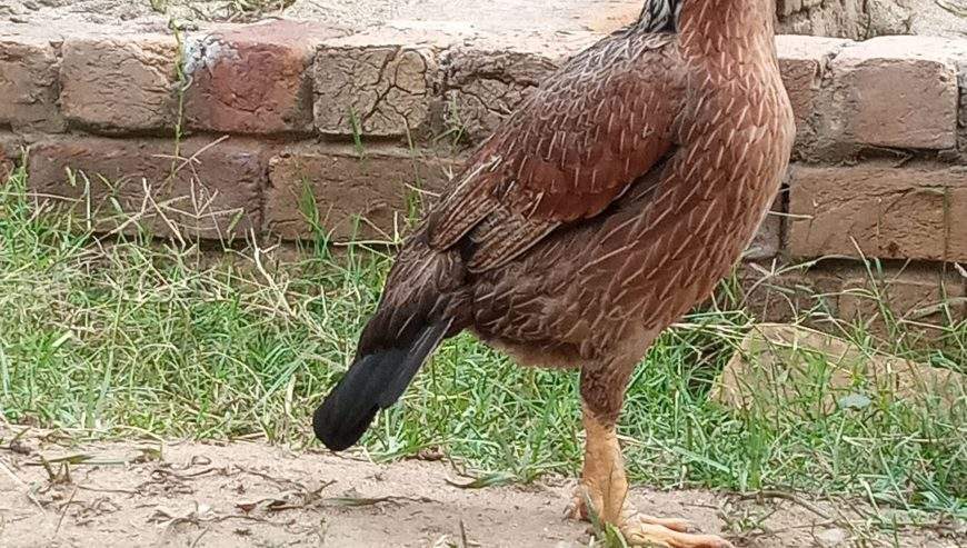 Aseel hen by Musab hussain