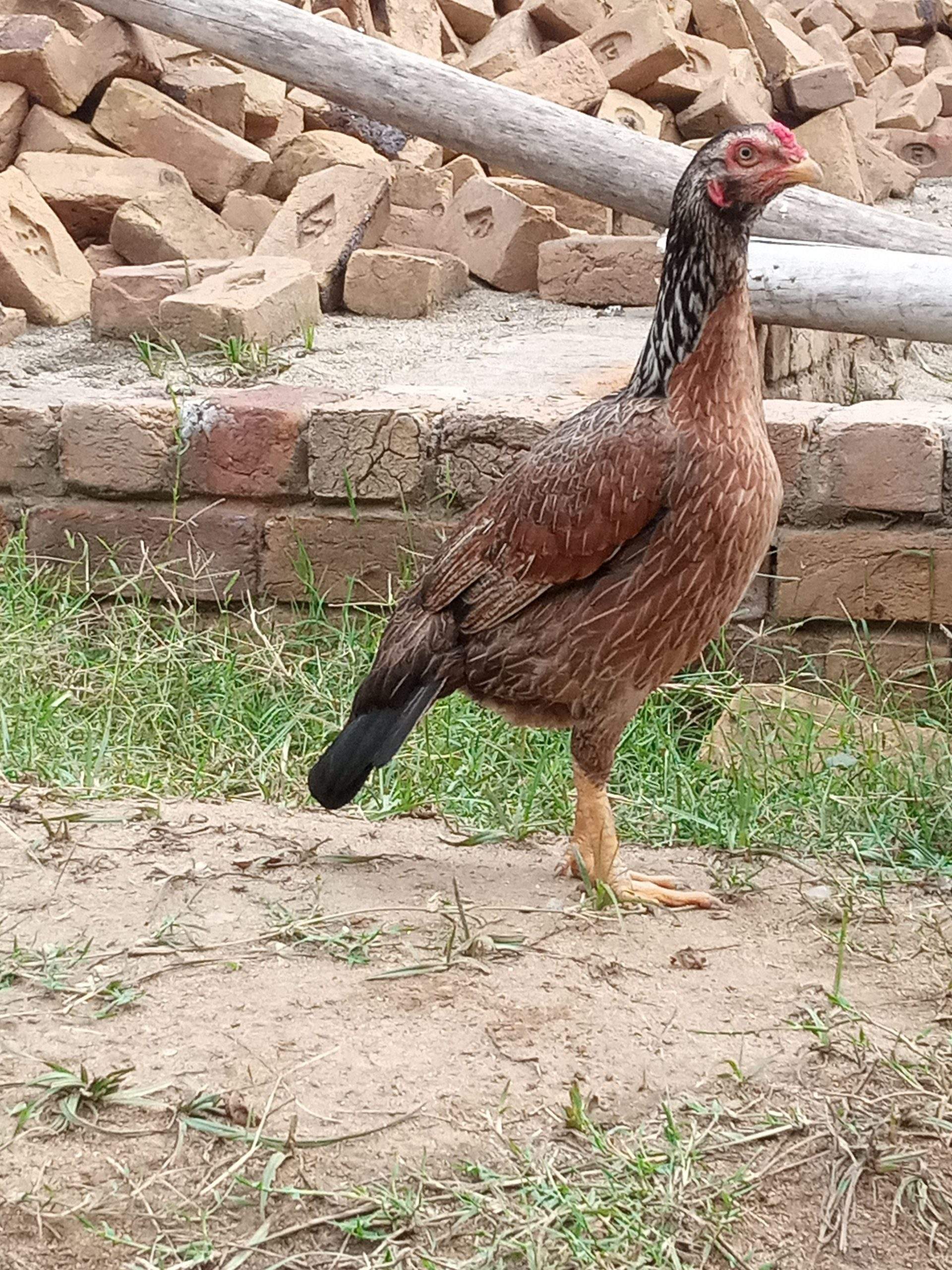 Aseel hen by Musab hussain