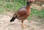 Aseel hen by Musab hussain