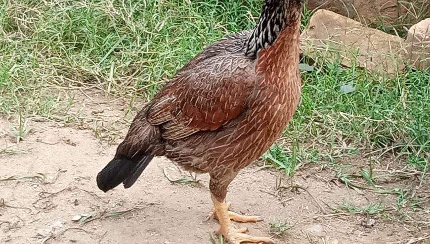 Aseel hen by Musab hussain