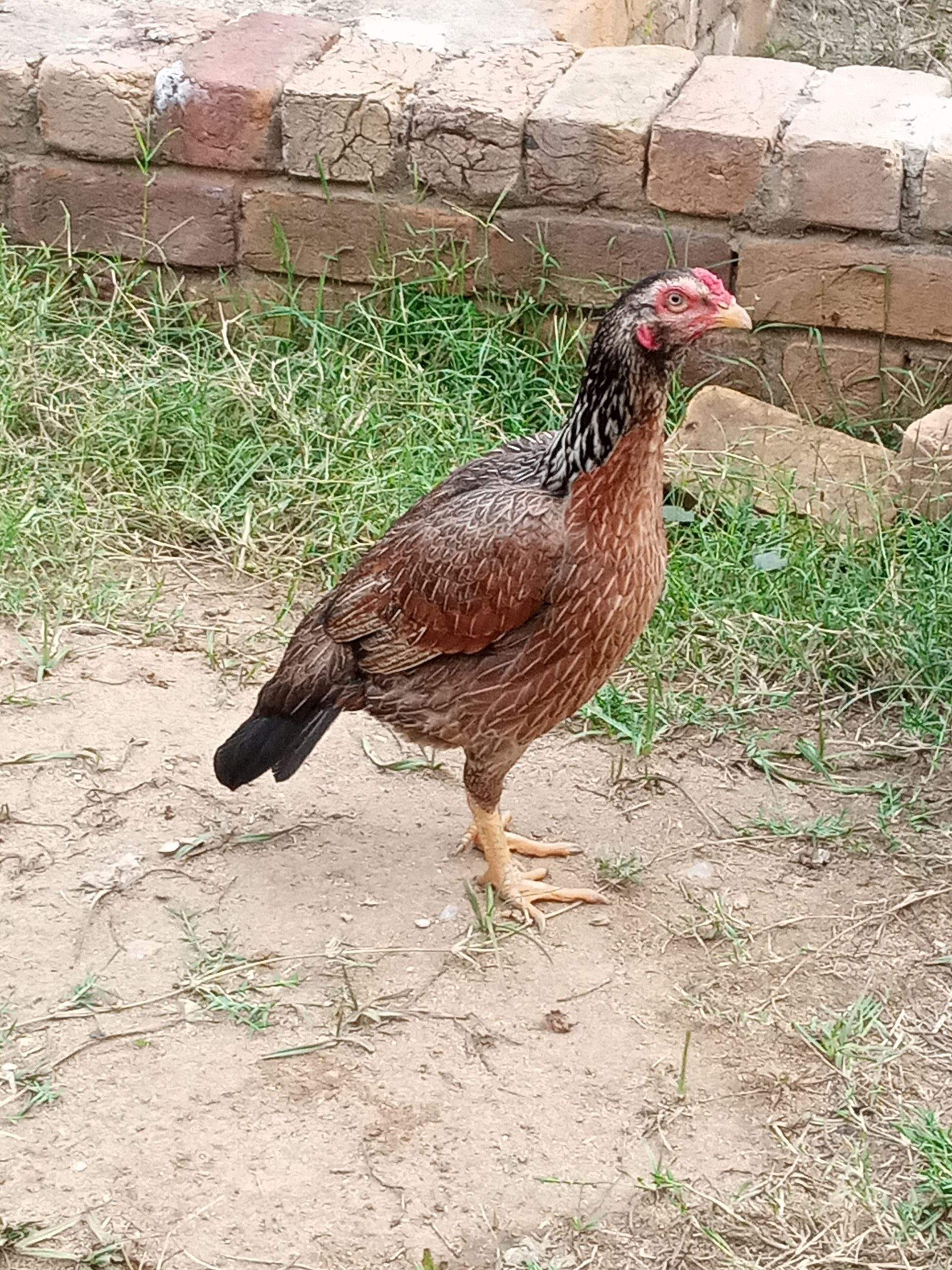 Aseel hen by Musab hussain