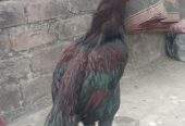 Aseel murgha high quality sale exchange by Syed Haider Syed Haider
