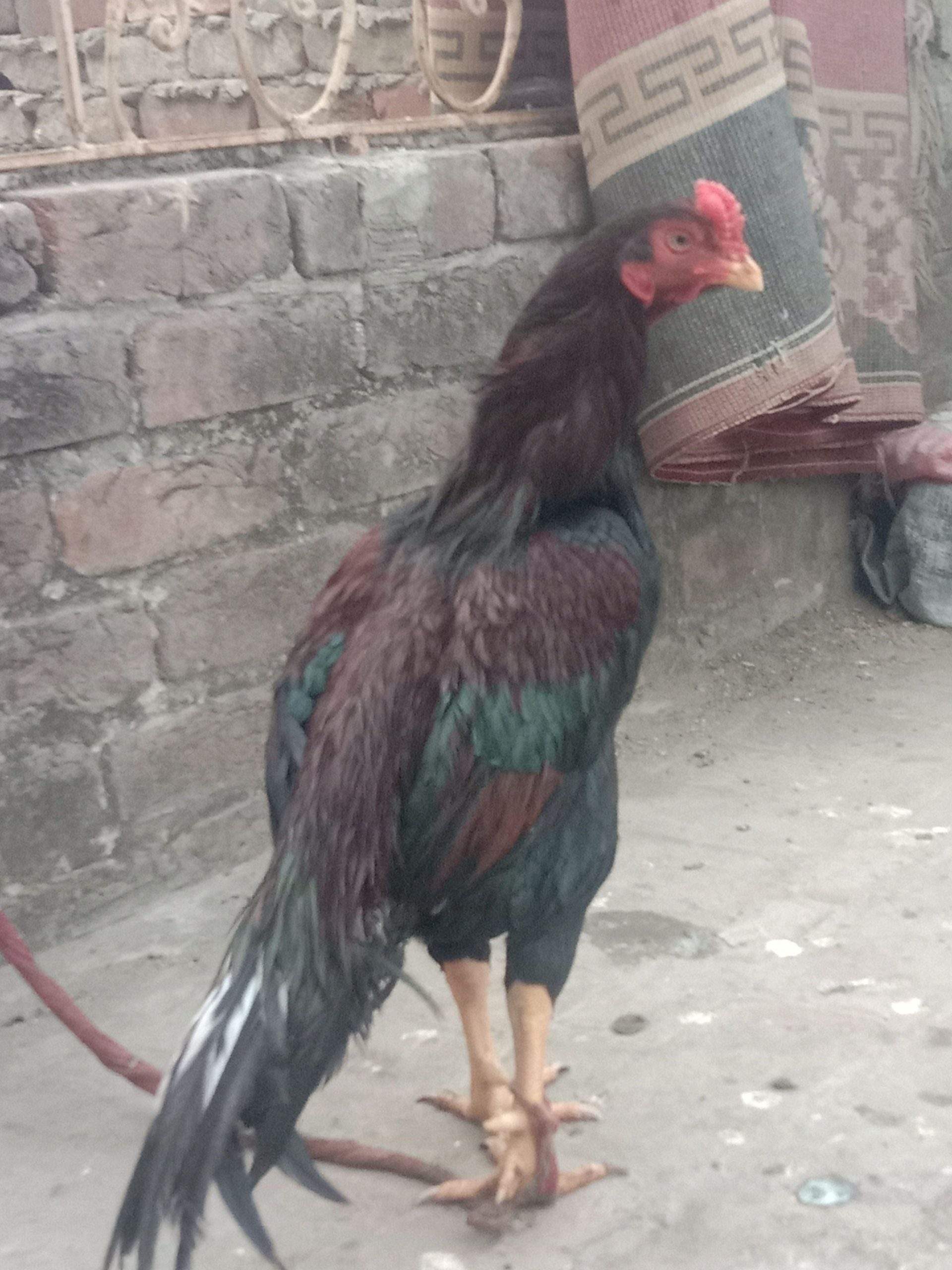 Aseel murgha high quality sale exchange by Syed Haider Syed Haider