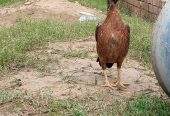 Aseel hen by Musab hussain