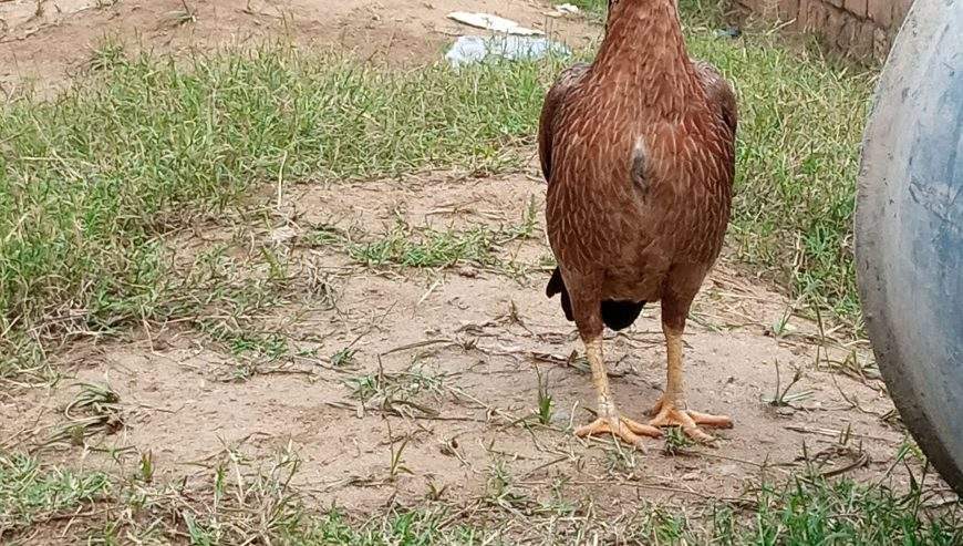 Aseel hen by Musab hussain