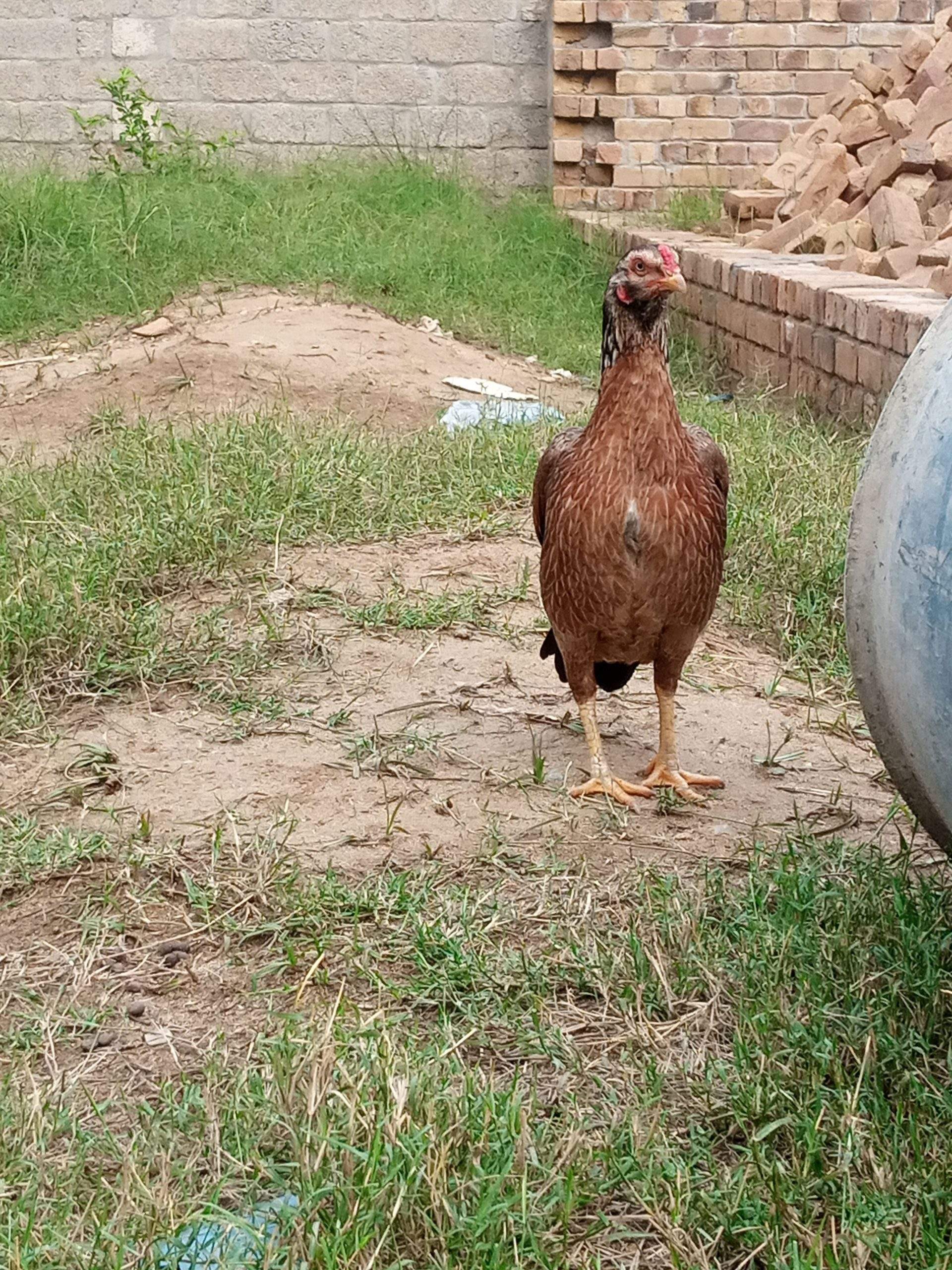 Aseel hen by Musab hussain