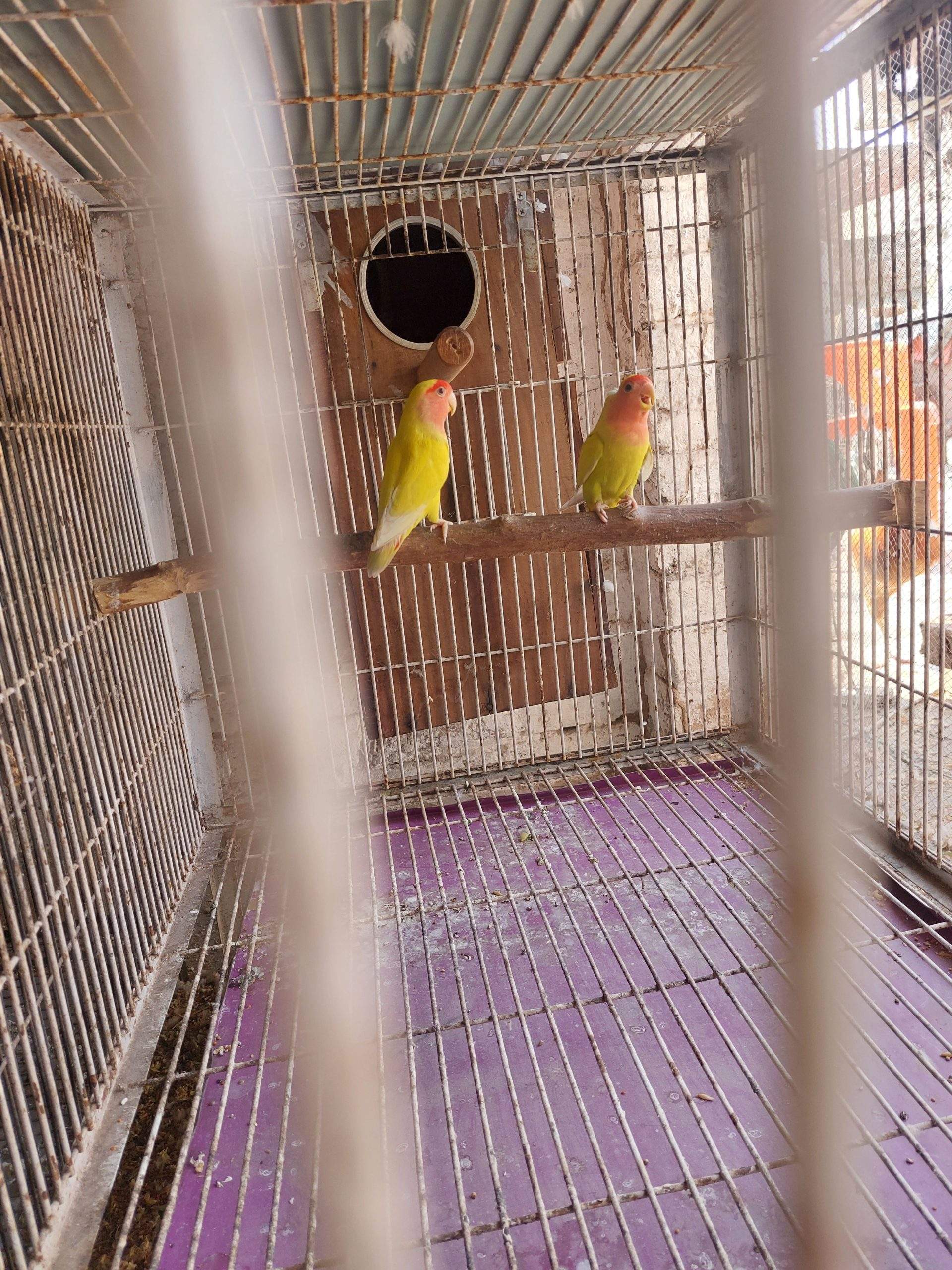 Common lutino Common white coctail by Usman Arshad