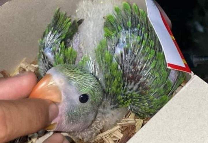 Kashmiri parrot chiks by Kaleem Rajput