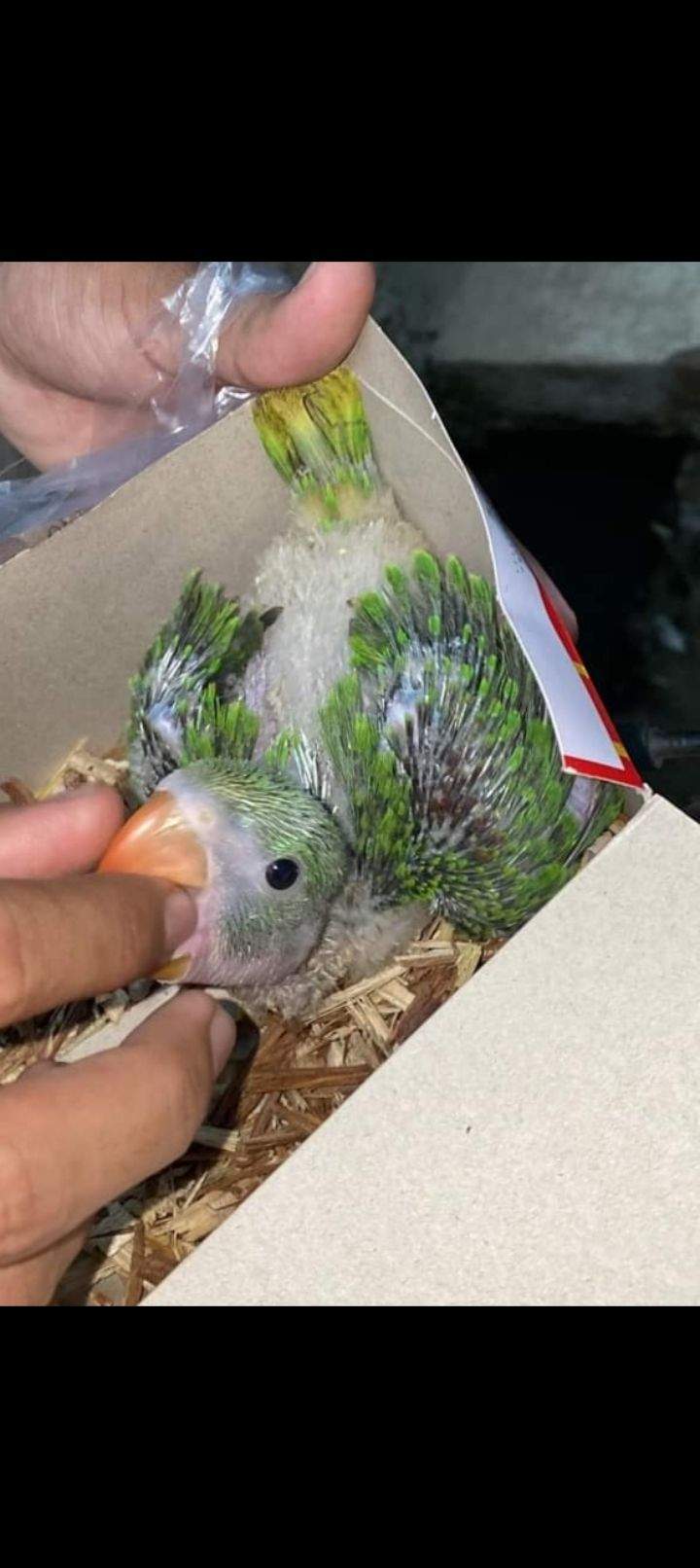 Kashmiri parrot chiks by Kaleem Rajput