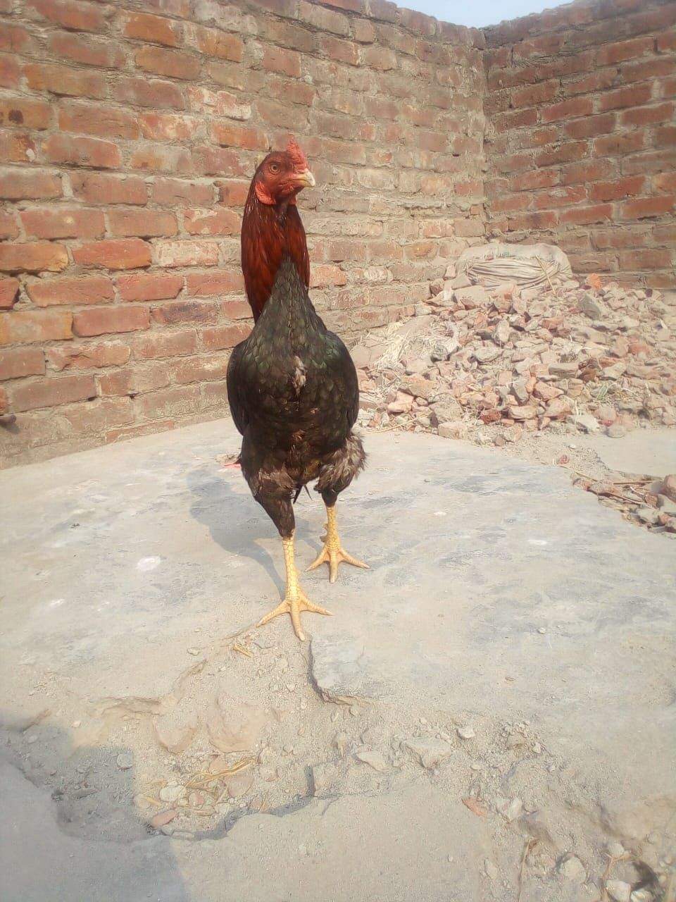 Mianwali by Muhammad Numan