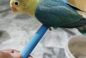 Love bird by Aftab khalil Aftab khalil