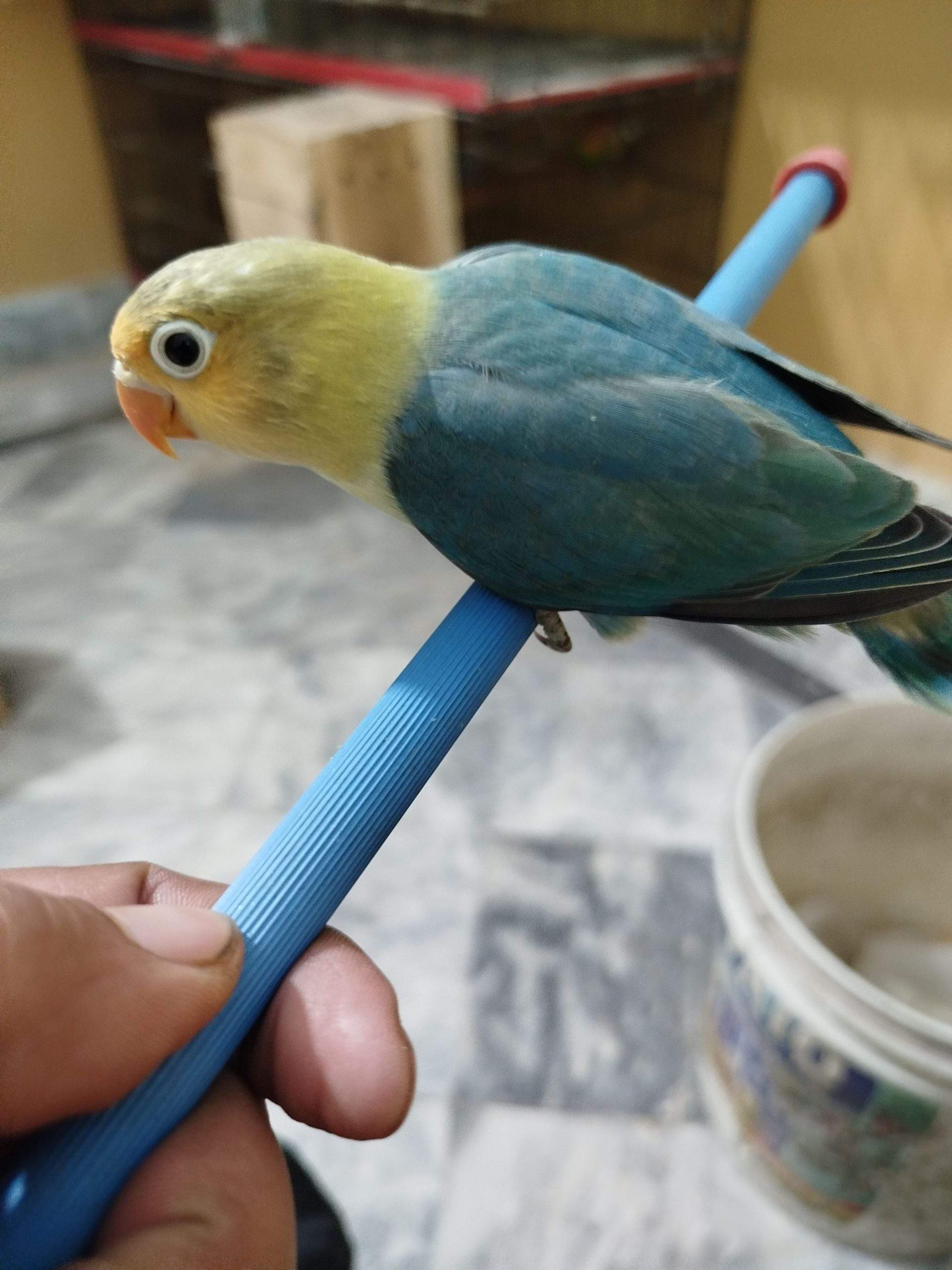 Love bird by Aftab khalil Aftab khalil