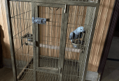 Cage Factory Large Cage for Grey Parrot Raw parrot or all pet birds by Pakistan Power tools