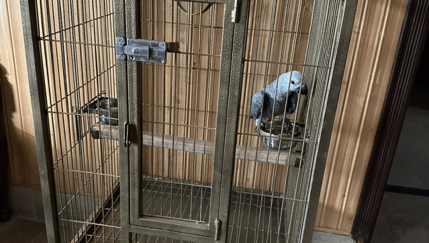 Cage Factory Large Cage for Grey Parrot Raw parrot or all pet birds by Pakistan Power tools