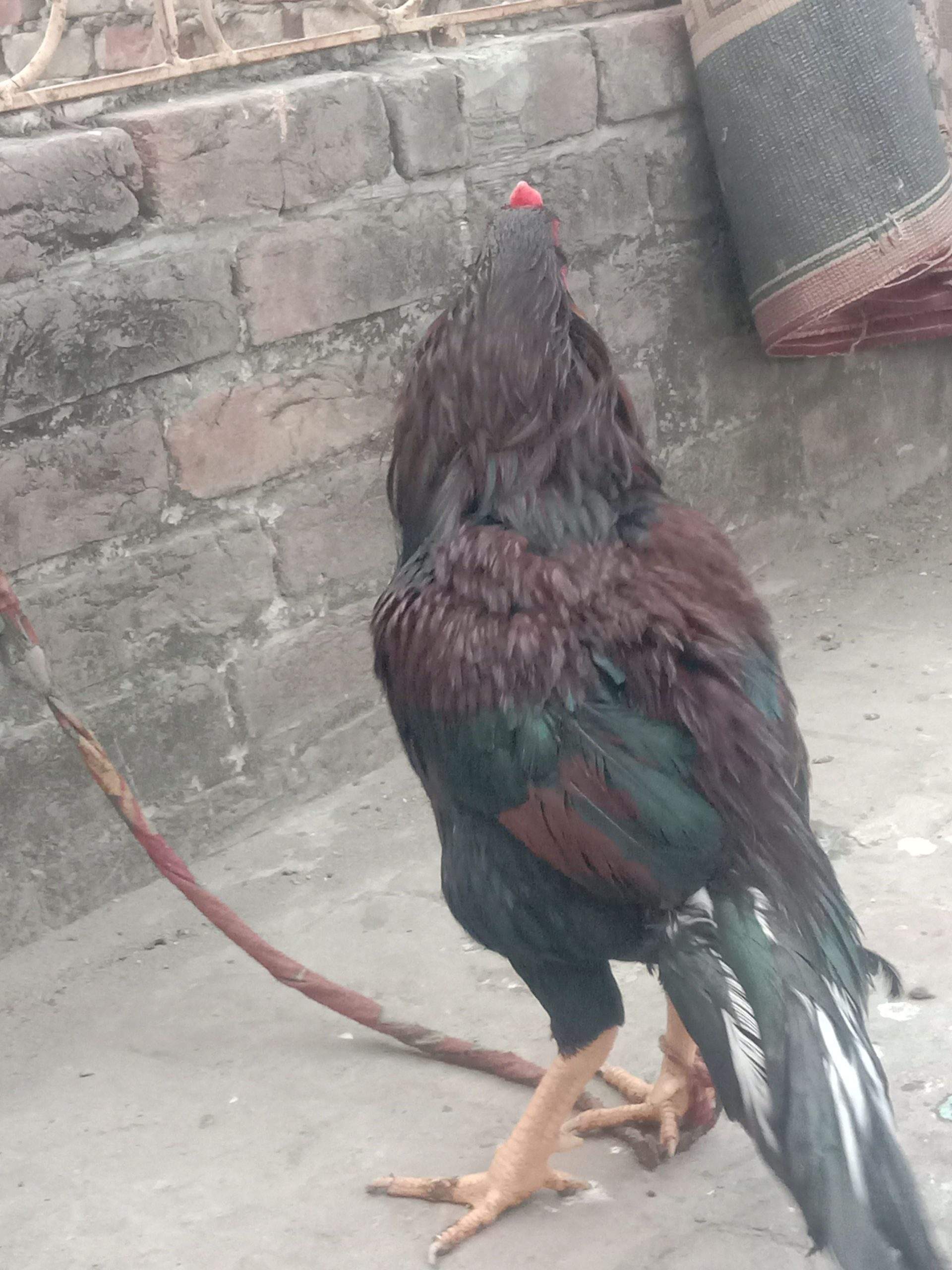 Aseel murgha high quality sale exchange by Syed Haider Syed Haider