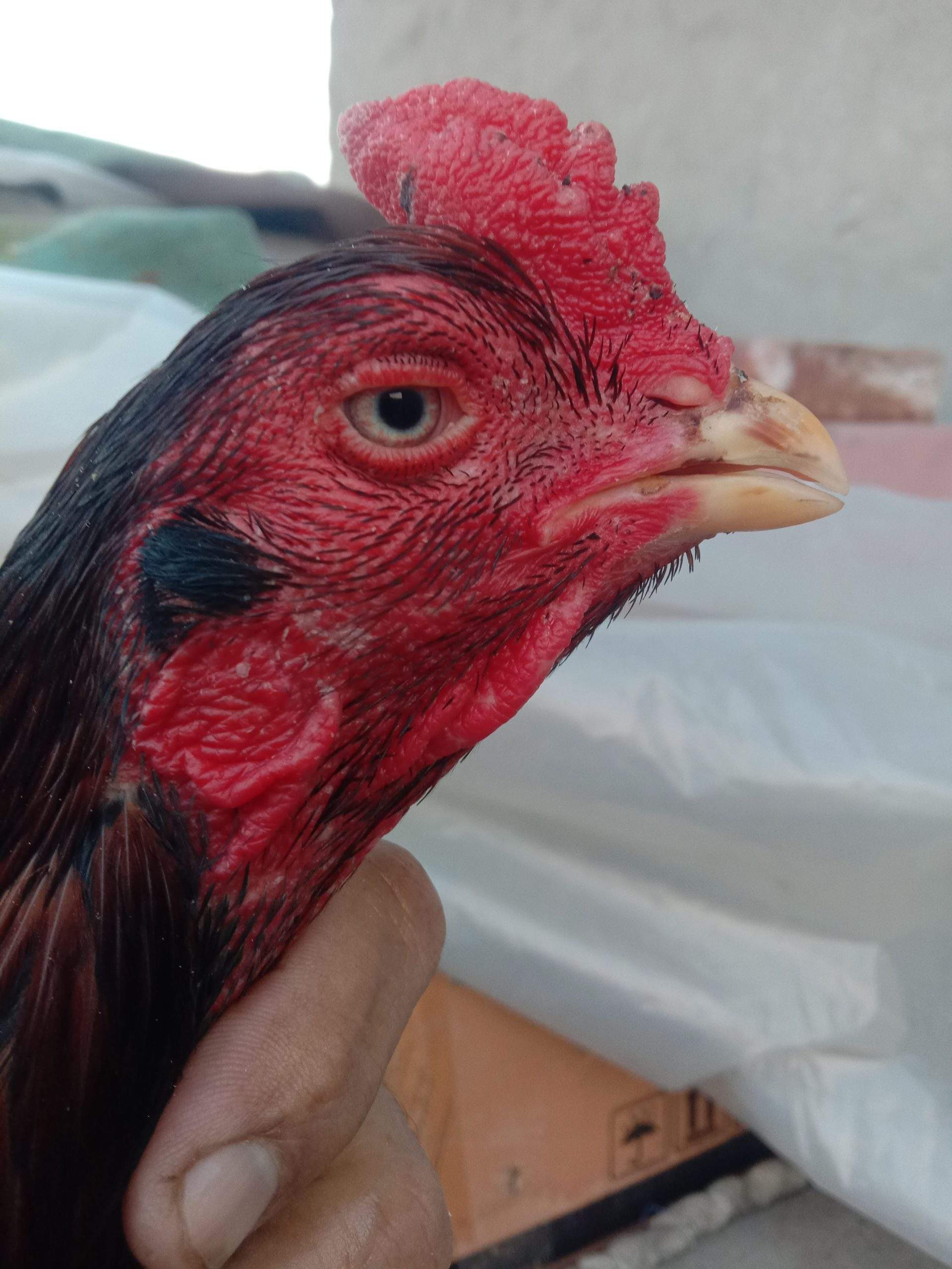 Aseel murgha high quality sale exchange by Syed Haider Syed Haider