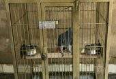 Cage Factory Large Cage for Grey Parrot Raw parrot or all pet birds by Pakistan Power tools