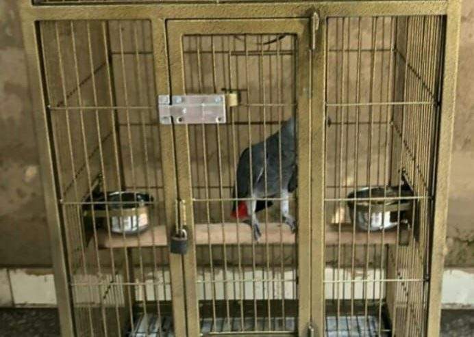 Cage Factory Large Cage for Grey Parrot Raw parrot or all pet birds by Pakistan Power tools