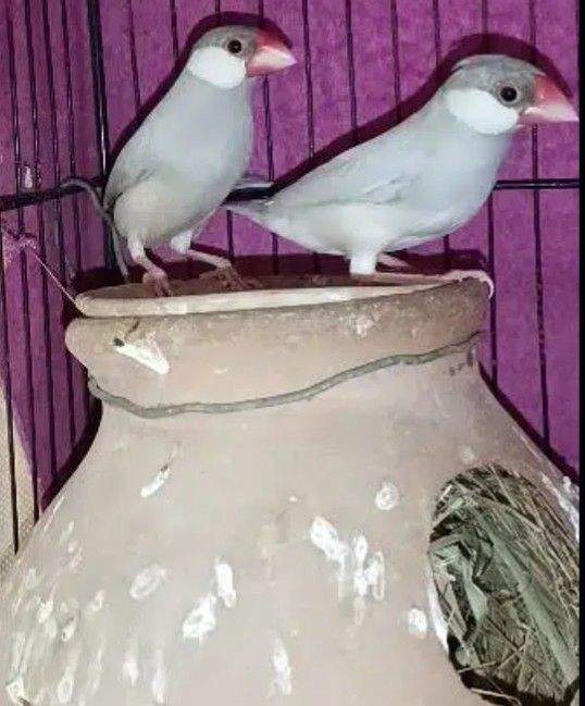 Silver java by Muhammad Abdullah