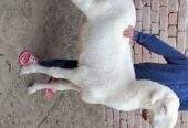 Bakry muddry by A S Mobile