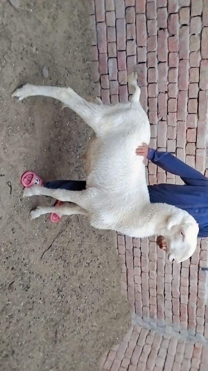 Bakry muddry by A S Mobile