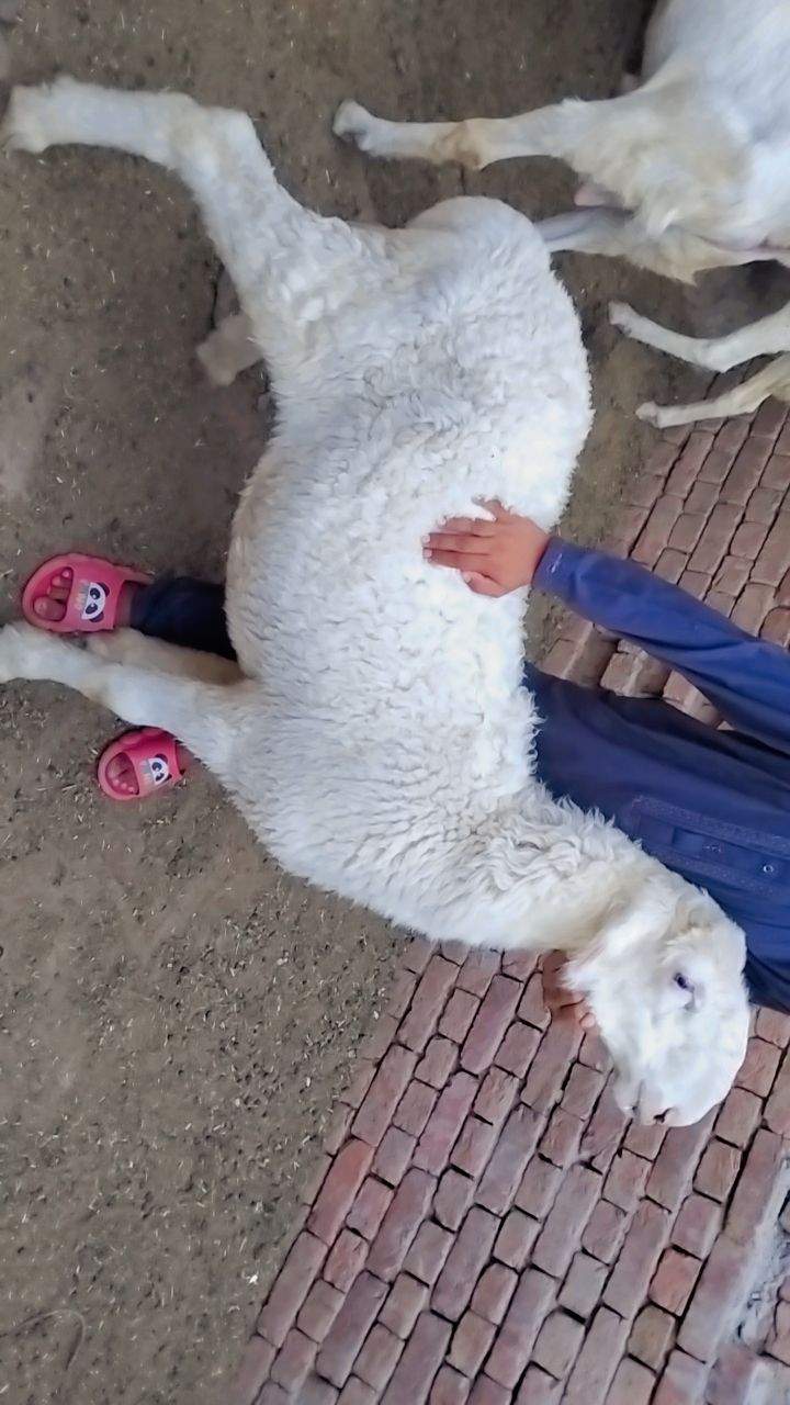 Bakry muddry by A S Mobile