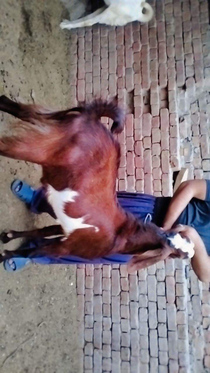 Bakry muddry by A S Mobile