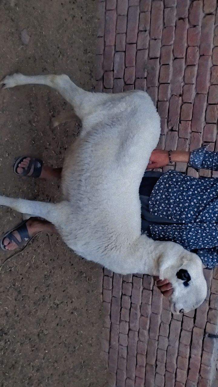 Bakry muddry by A S Mobile