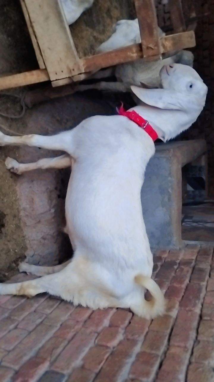 Bakry muddry by A S Mobile