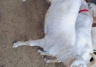 60481a7e-addd-4284-9971-f7daa635375b