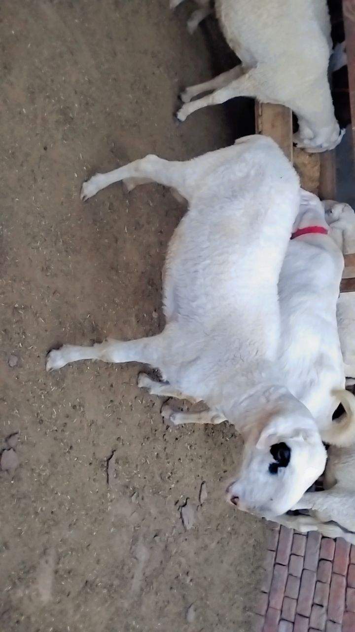 Bakry muddry by A S Mobile