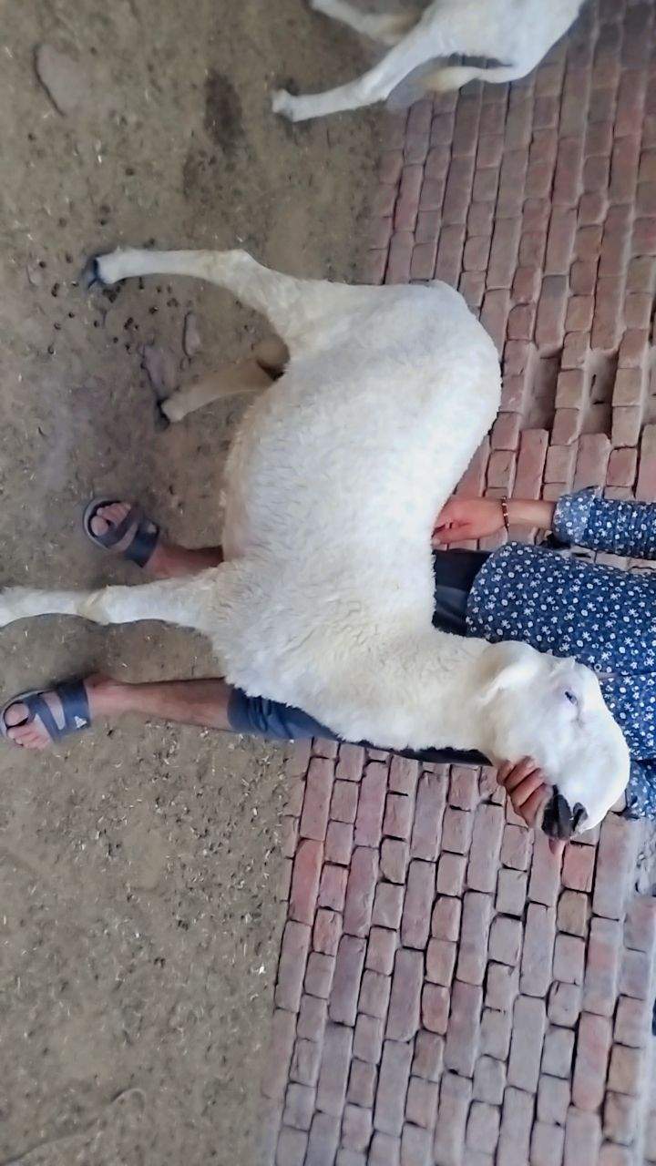 Bakry muddry by A S Mobile