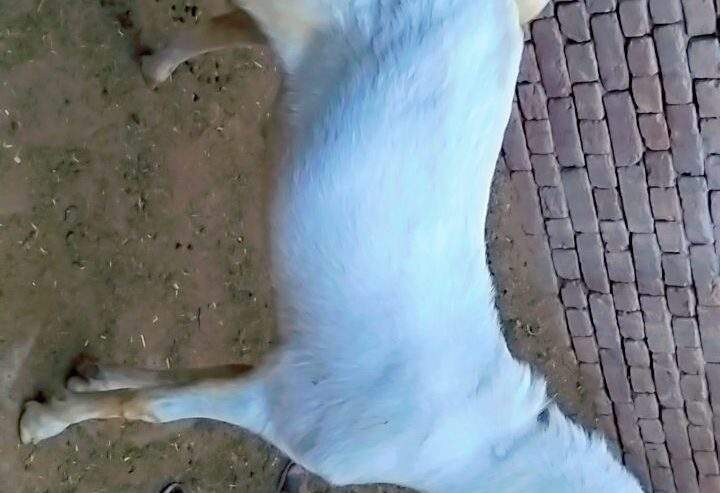 Bakry muddry by A S Mobile