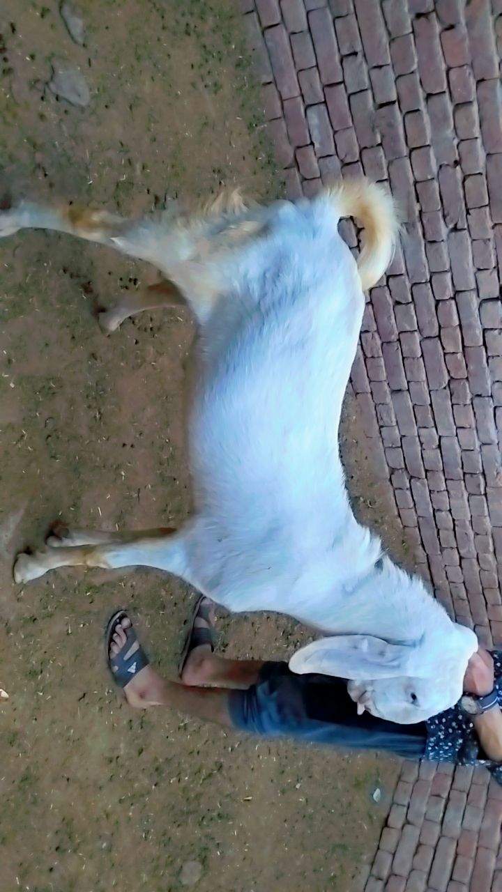 Bakry muddry by A S Mobile